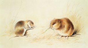 Dormice，19世纪 作者 爱德华·李尔